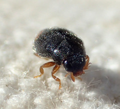 Nephus binaevatus