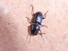 Dixus clypeatus