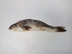 Menticirrhus