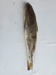 Menticirrhus