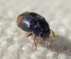 Nephus binaevatus