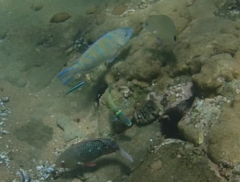 Scarus rubroviolaceus