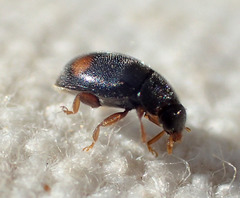 Nephus binaevatus