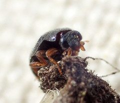 Nephus binaevatus