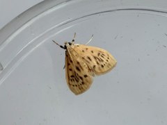 Tabidia strigiferalis