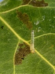 Tabidia strigiferalis