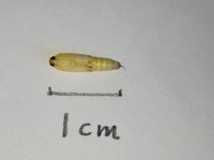Tabidia strigiferalis