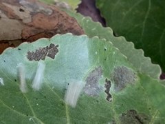 Tabidia strigiferalis