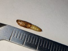 Tabidia strigiferalis