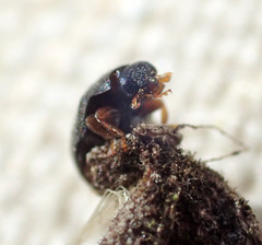 Nephus binaevatus