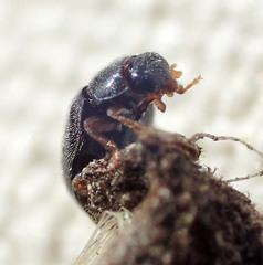 Nephus binaevatus
