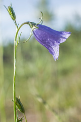Campanula rotundifolia