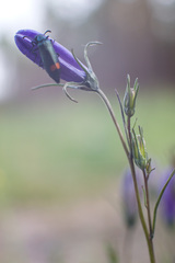 Campanula rotundifolia