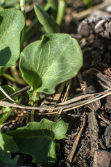 Campanula rotundifolia