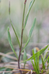 Campanula rotundifolia
