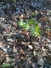 Helleborus multifidus istriacus