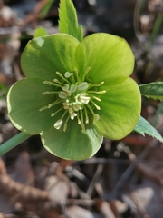 Helleborus multifidus istriacus