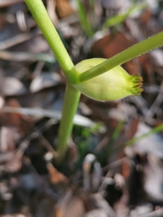 Helleborus multifidus istriacus
