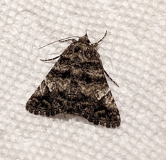 Metria amella