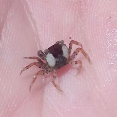 Brachyura