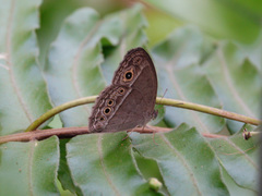 Mycalesis perseoides