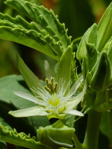 Basananthe heterophylla image