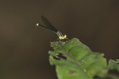 Aeolagrion inca