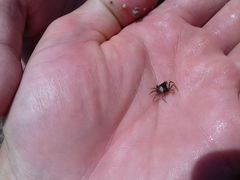 Brachyura