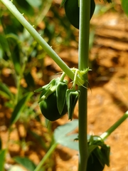 Basananthe heterophylla image