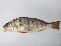 Conodon nobilis