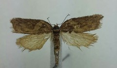 Acleris pulverosana