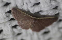 Idaea inversata