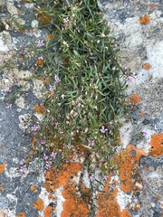 Lobelia eckloniana