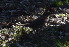 Turdus iliacus