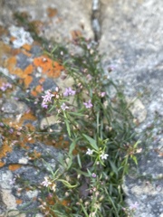 Lobelia eckloniana