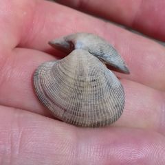 Bivalvia