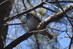 Turdus iliacus