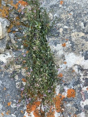 Lobelia eckloniana