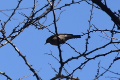 Turdus iliacus