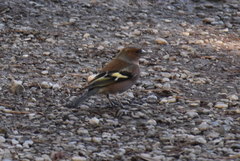 Fringilla coelebs