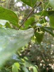 Drypetes indica