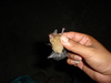 Little Yellow Bats - Photo (c) Luis Díaz-Gamboa, some rights reserved (CC BY-ND), uploaded by Luis Díaz-Gamboa