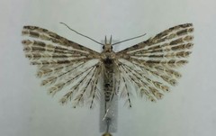 Alucita adriendenisi