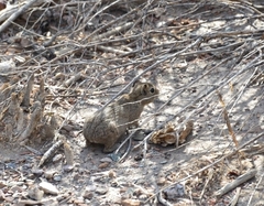 Microcavia australis