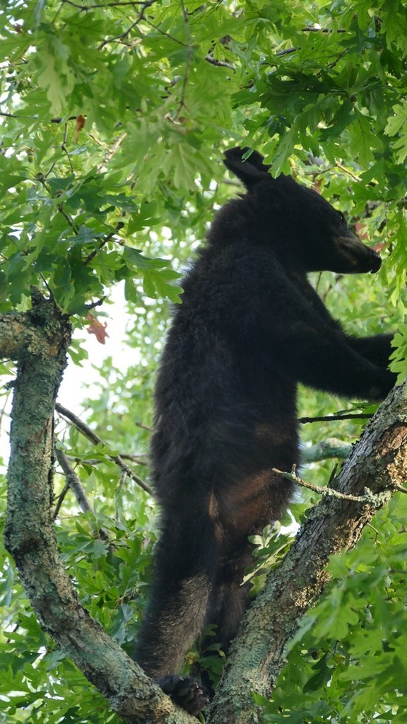 American Black Bear From Madison County, Va, Usa On September 8, 2018 