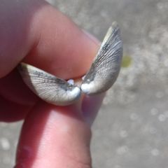 Bivalvia