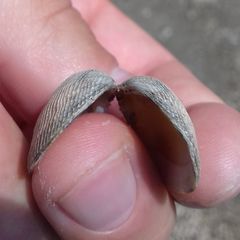 Bivalvia