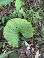 Nervilia concolor