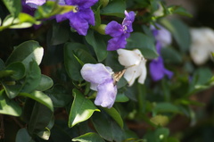 Hesperiidae