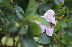 Hesperiidae